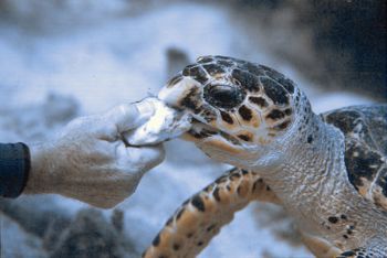 Sponge Fight.  Taken w/N90s w/105 mm lens in Aquatica hou... by Beverly J. Speed 